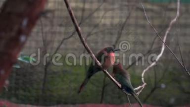 美丽的鸟坐在绳子上，颜色非常鲜艳